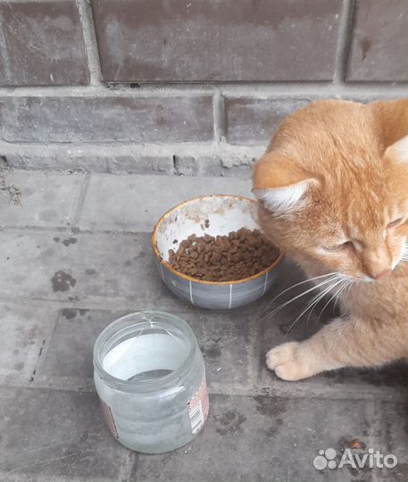 Котик в добрые руки