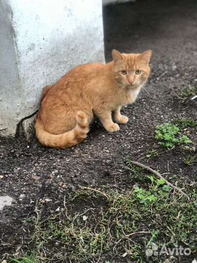 Кошки в добрые руки бесплатно