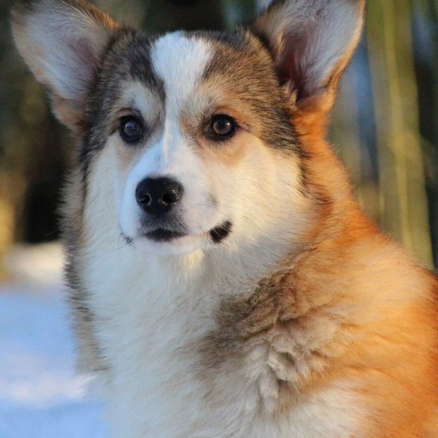 Вельш корги пемброк