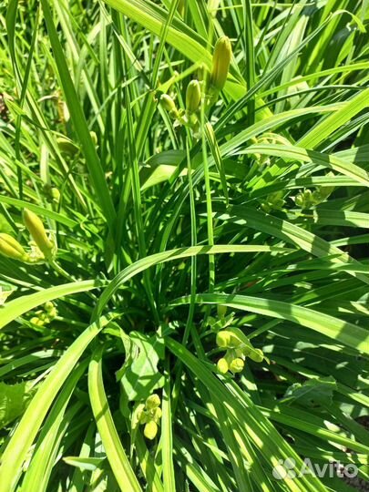 Лилейник желтый