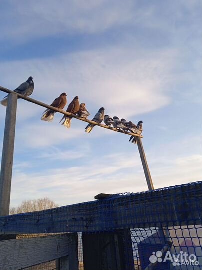 Николаевские Голуби