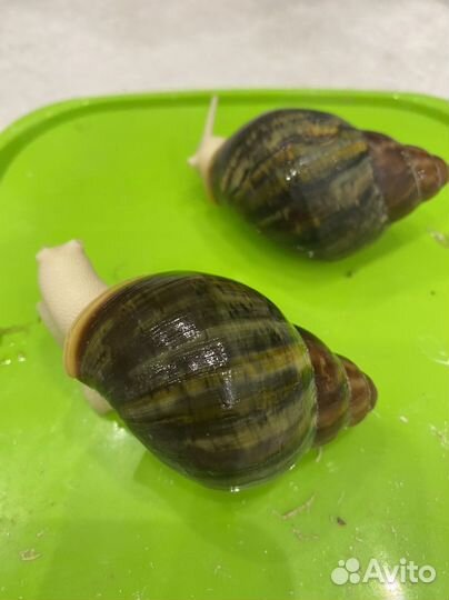 Архахатина Родостома Бенин (зелёная раковина)