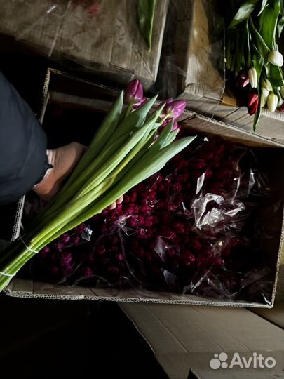 Тюльпаны оптом