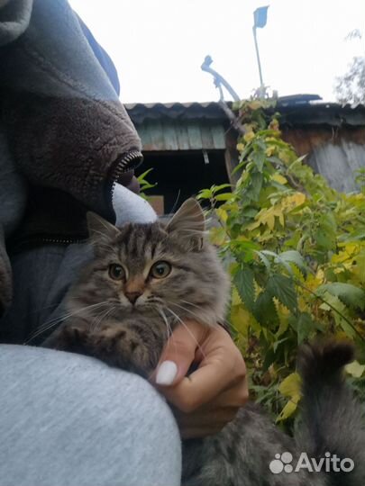 Кошечка в добрые руки