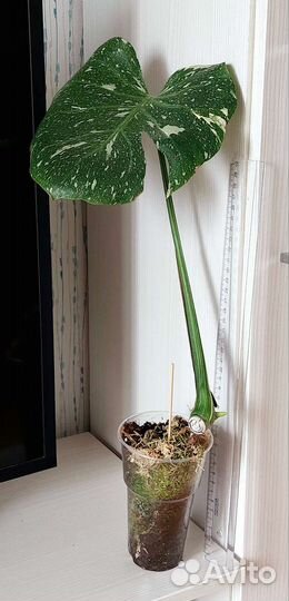 Монстера Тайское созвездие