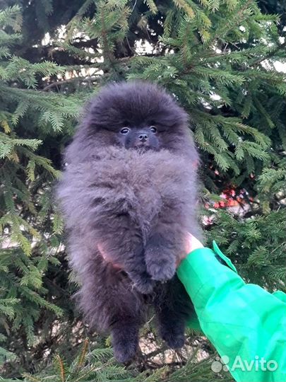 Померанский шпиц, мальчик и девочка