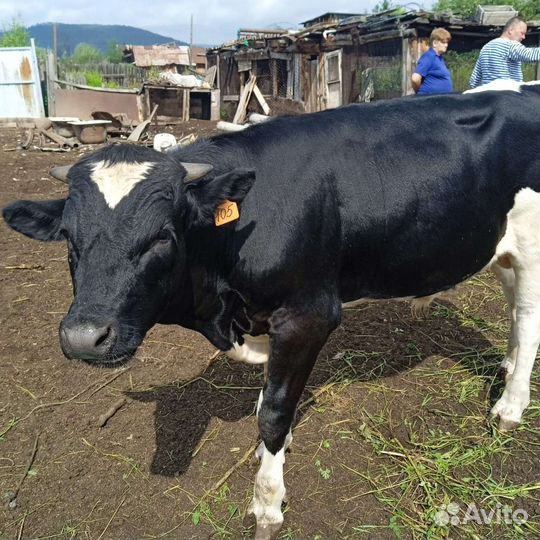 Продам быка