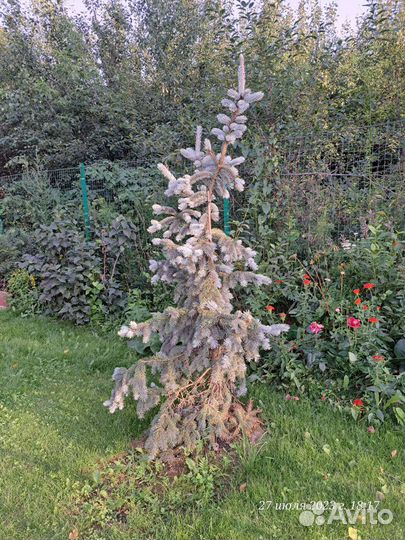 Голубая ель Хупси