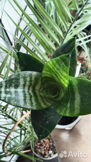 Сансевьера 3 вида