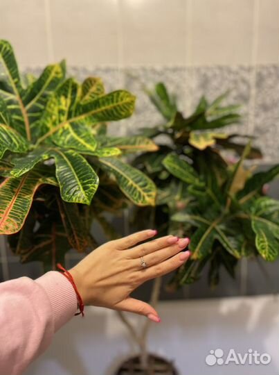 Комнатные растения цветы большие