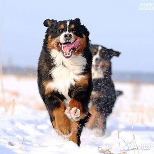 Передержка собак и кошек. Дрессировка