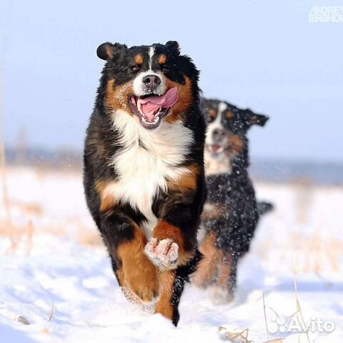 Передержка собак и кошек. Дрессировка