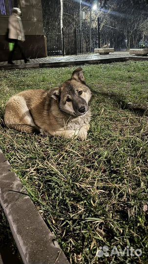 Щенок мальчик