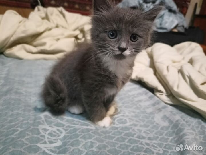 Котята