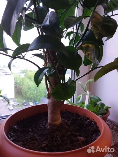 Лимонное дерево. Высота с горшком 1м