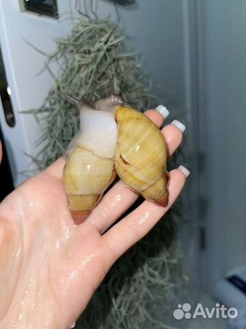 Ахатина Занзибарика