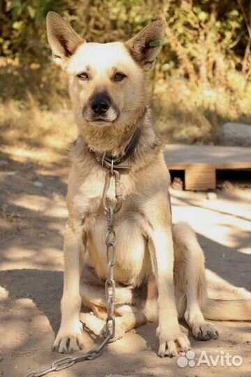 Мухтар в добрые руки