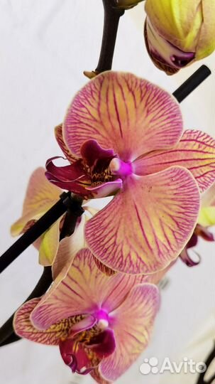 Азиат, Орхидея Younghome Golden Leopard сортовая