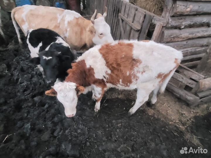 Коровы телки