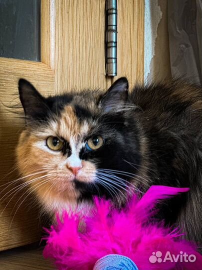 Трехцветная кошечка в добрые руки