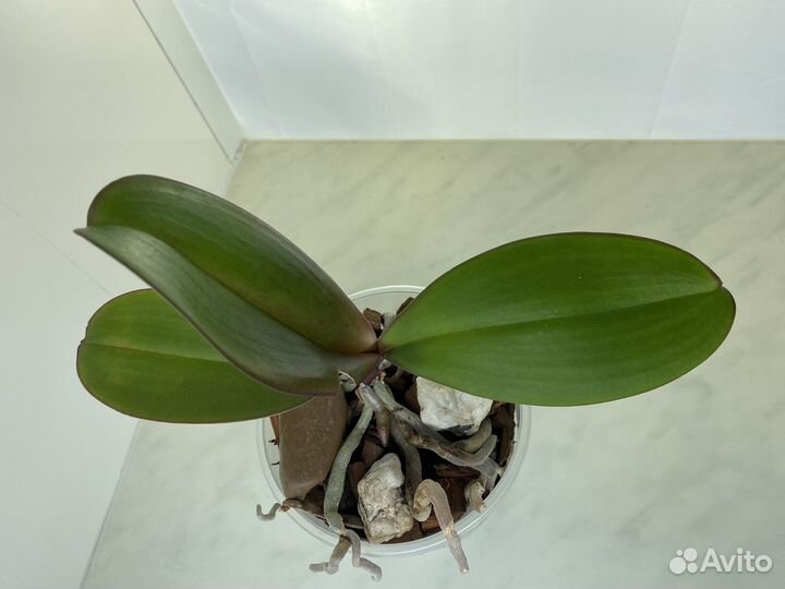 Орхидеи фаленопсис