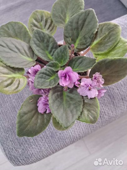 Продам Фиалки