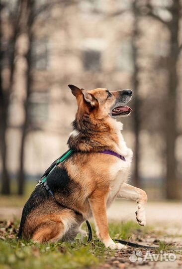 Юджин - метис овчарки