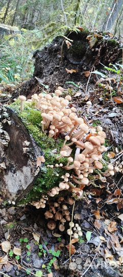 Грибы опята свежий сбор