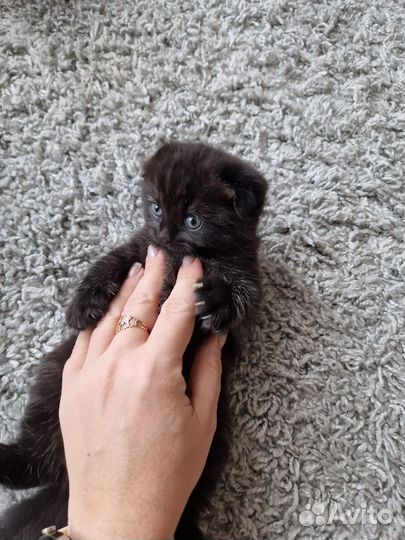 Шотландские вислоухие котята