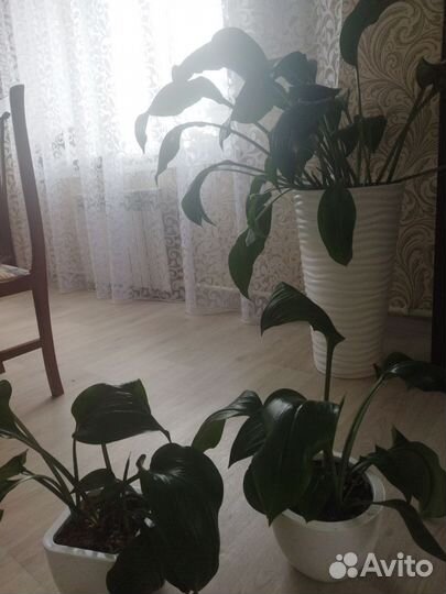 Эухарис амазонская лилия