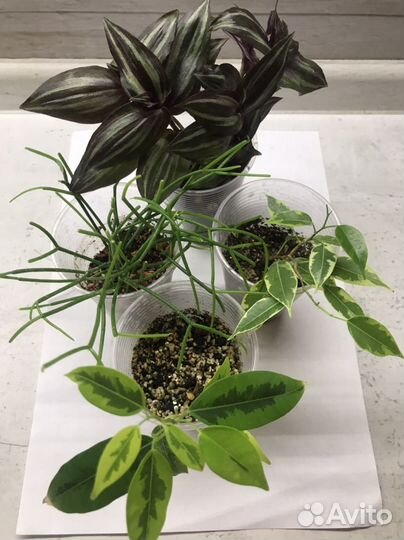 Комнатные растения