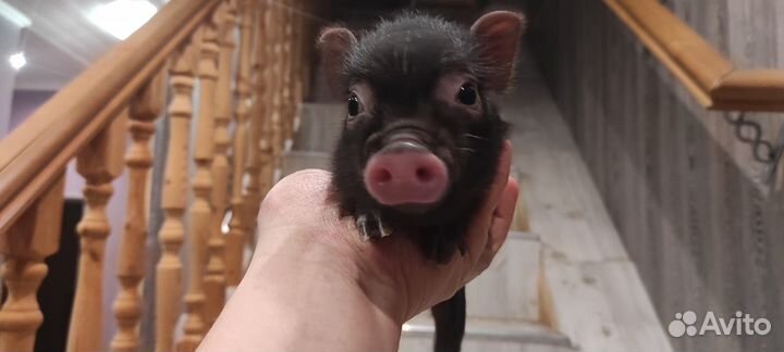 Микропиги, минипиги, карликовые свинки