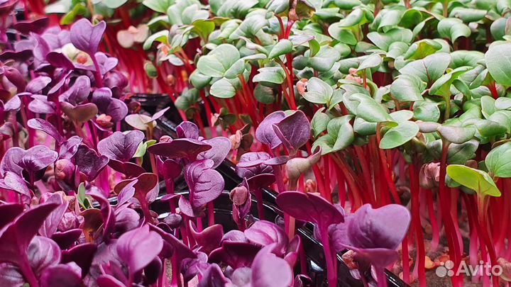 Оборудование для гидропоники/сити-фермы