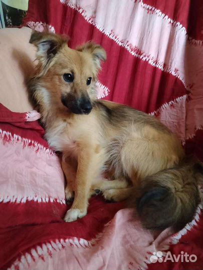 Щенки девочки