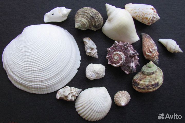 Раковины Ракушки для аквариума
