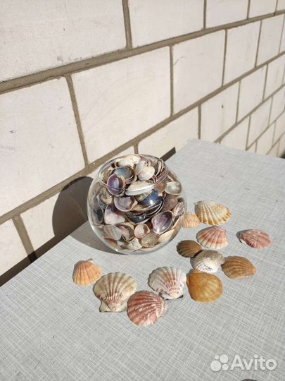 Ракушки для аквариума