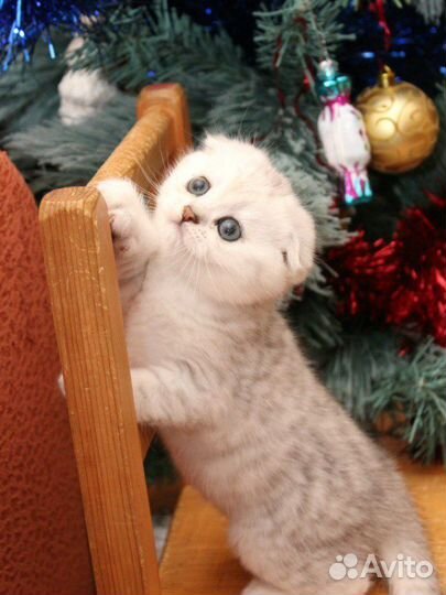 Шикарные шотландские котята