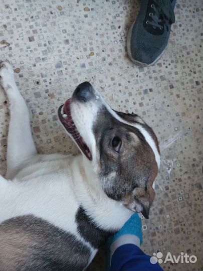 Собаки щенки бесплатно