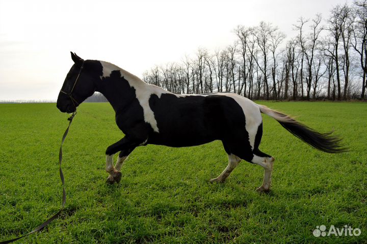 Ахалтекинский жеребчик
