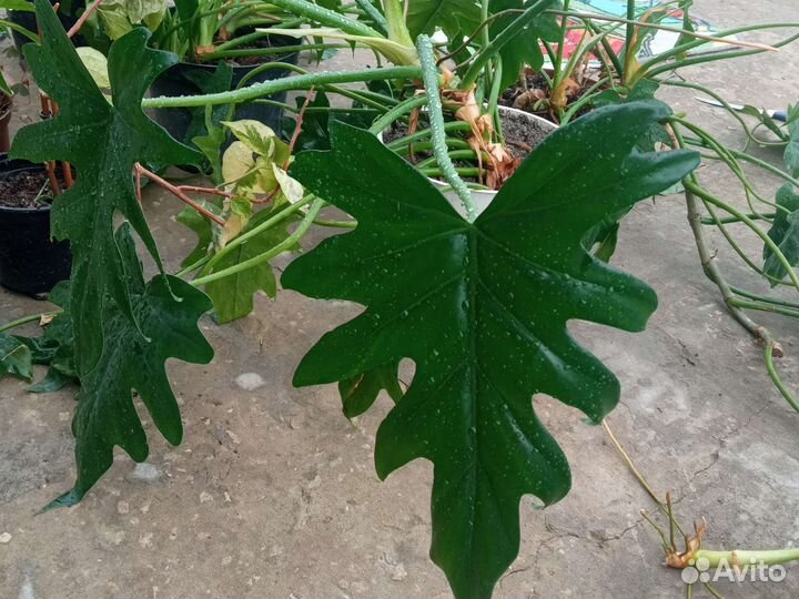 Сингониум, аглаонема, монстера, филодендрон