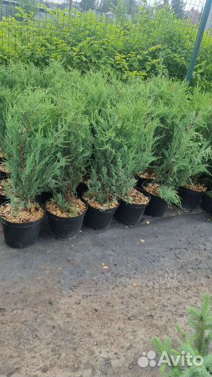 Можжевельник скальный Мунглоу