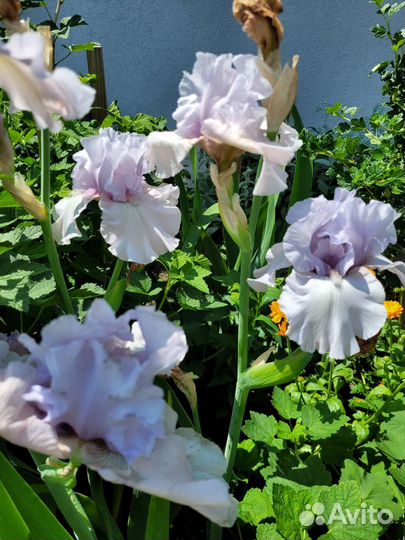 Ирисы сортовые бородатые