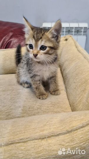 Котенок мальчик бесплатно в добрые руки