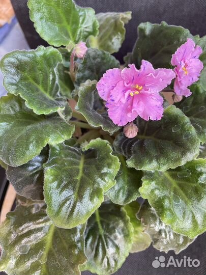 Цветы к 8 марта