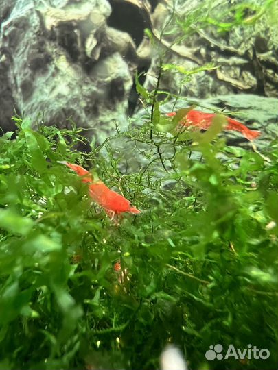 Креветки вишня