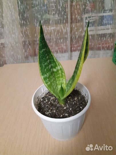 Сансевиерия