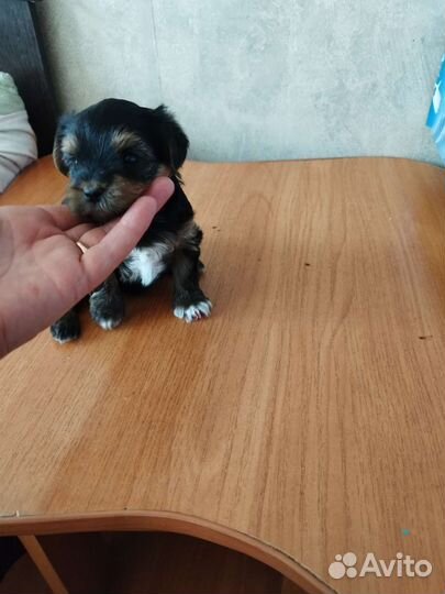 Йоркширские терьеры. Доставка из Челябинска