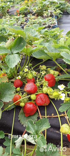 Рассада ремонтантной клубники