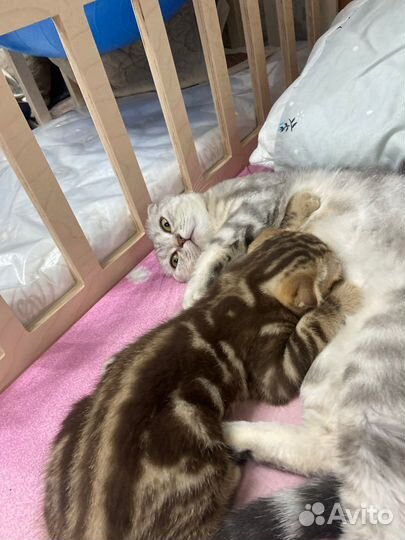 Шотландская вислоухая