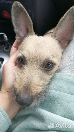 Кобель ксоло пуховка в добрые руки